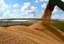 粮食种业概念龙头股票有哪些？2022年最全粮食种业概念股名单一览表-小李财经视角