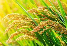 杂交水稻概念龙头股票有哪些？2022年杂交水稻概念股名单一览表-小李财经视角