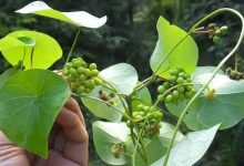 千金藤素龙头股有哪些？2022年千金藤素概念股票名单一览表-小李财经视角