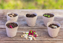 2022年中国种子大会即将召开，种业相关概念股有望大涨！-小李财经视角