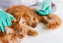 宠物疫苗龙头股票有哪些?宠物疫苗概念股票名单一览表-小李财经视角