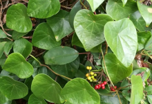 千金藤素龙头股票有哪些？千金藤素概念股票名单一览表-小李财经视角